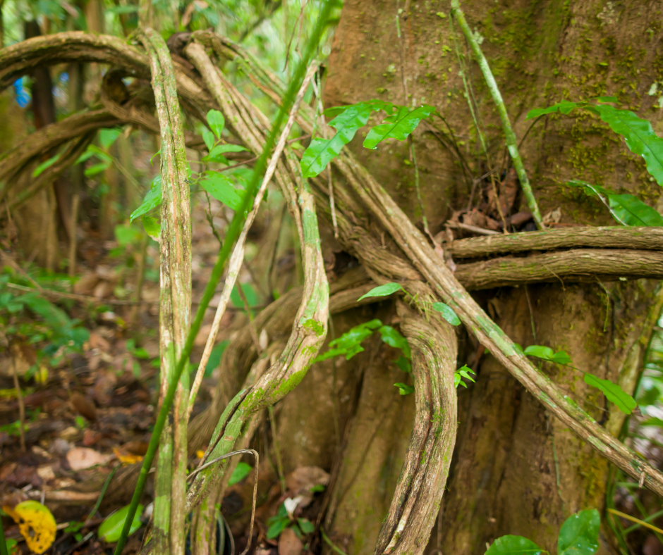 Preparing Your Mind, Body, and Spirit for Ayahuasca