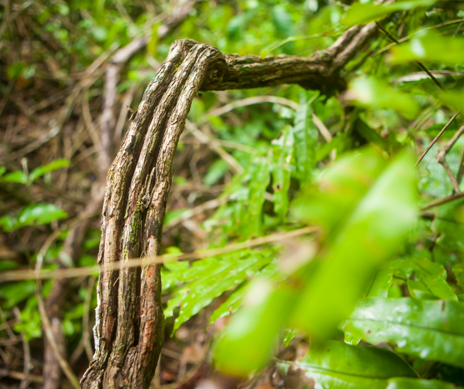 Exploring the Ayahuasca Diet 